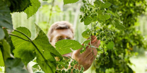 Bier: Erfolgreich und vielfältig