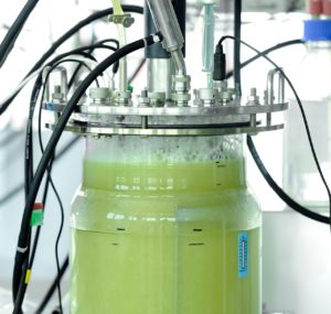 Mit Mikroorganismen gegen den Klimawandel