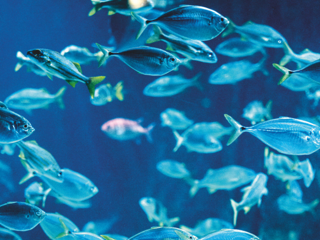 Blue Economy: Nachhaltig mit Tiefgang