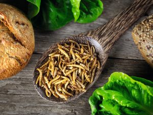 Insekten in aller Munde